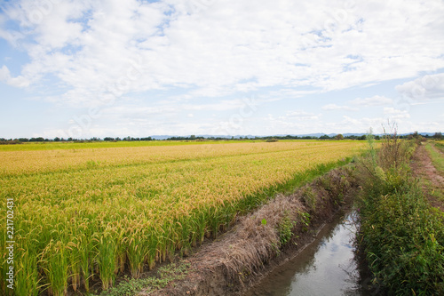 Italian rice fields in summer