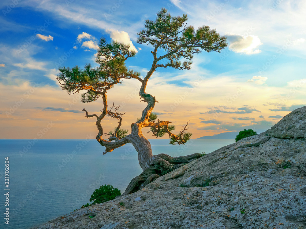 pine on rocks near sea, sunset light pine on rocks near sea, sunset light