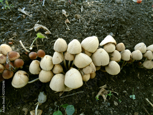 large family of small mushrooms