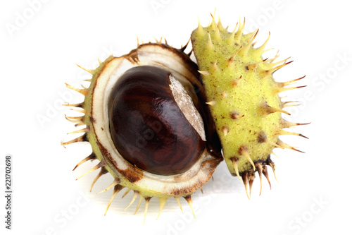 Opened chestnut in a shell on white background