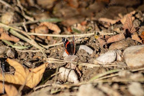 Butterfly standing on a rock licking minerals