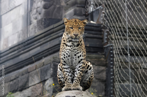 Panthère de Java assise