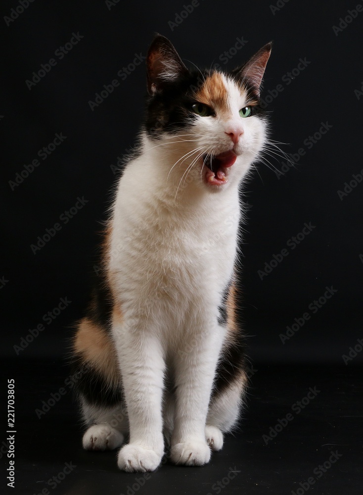 funny tricolored cat is sitting in the dark studio with open mouth funny tricolored cat is sitting in the dark studio with open mouth