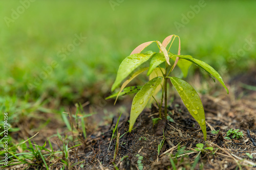 Two months old of  lychee plant in the garden after the rain