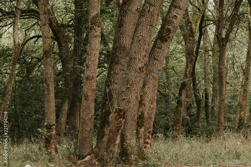 texture of the trees in the forest