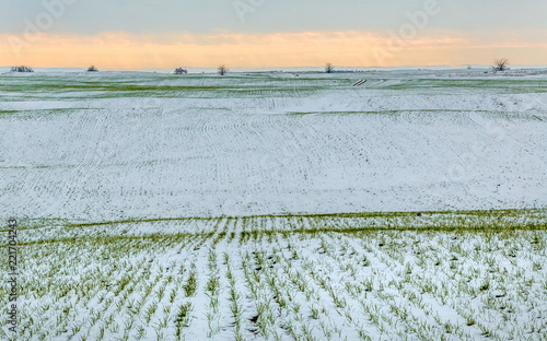 Winter fields in the snow. Winter. Wheat. Winter fields. South of Russia.