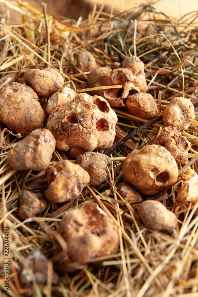 White Truffles (Tuber Magnatum) on hay