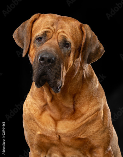 Tosa-inu Dog  Isolated  on Black Background in studio