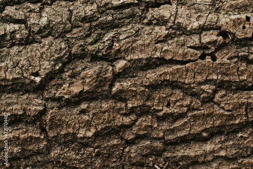 texture of the trees in the forest