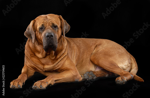 Tosa-inu Dog Isolated on Black Background in studio