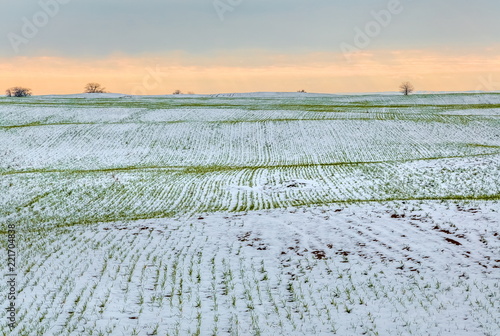 Winter fields in the snow. Winter. Wheat. Winter fields. South of Russia.