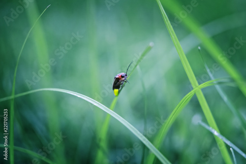 Firefly on grass at dusk © soupstock