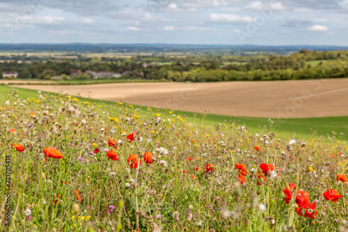 Looking out over a meadow of wild flowers, with Sussex farmland behind