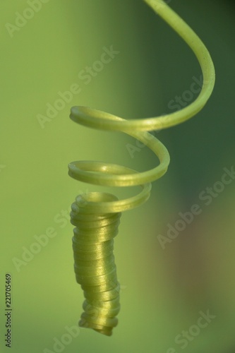 a plant spiral