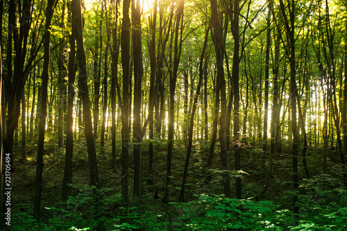 Beech forest. Main forest-forming species of European forests