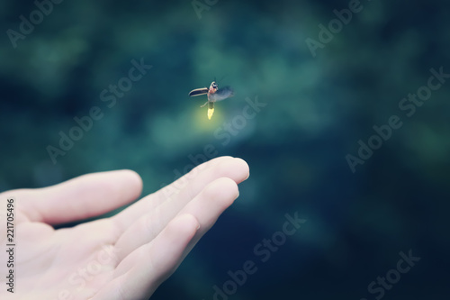 Firefly flying away from a child's hand photo
