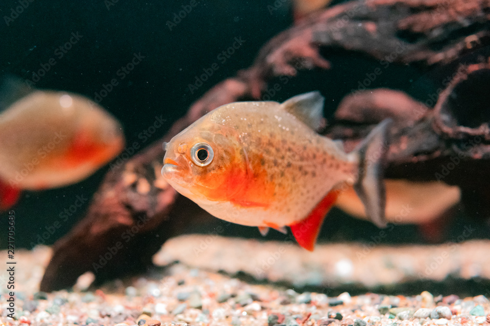 Obraz premium ピラニア