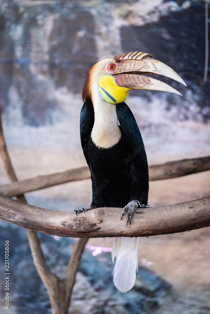 Fototapeta premium Great hornbill also known as great Indian hornbill or great pied hornbill in the zoo