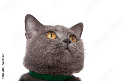 Tableau sur toile blue gray british cat isolated on the white