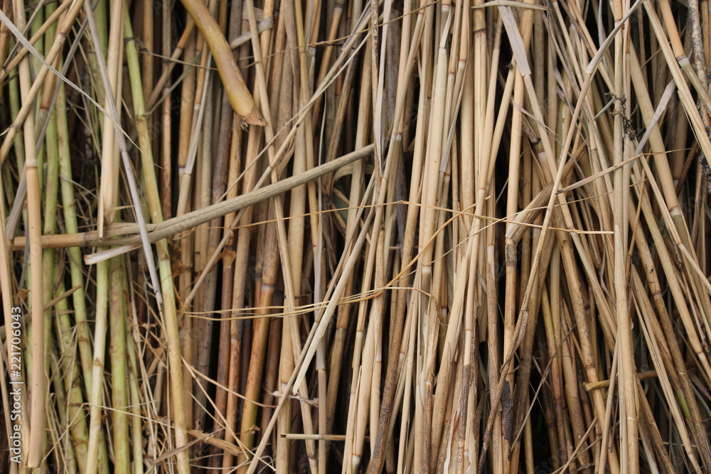 Wall from reeds, background from reeds, bamboo background Wall from reeds, background from reeds, bamboo background