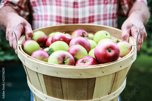 Obraz na plátne Organic apple harvest, man holding freshly harvested apples in bushel basket