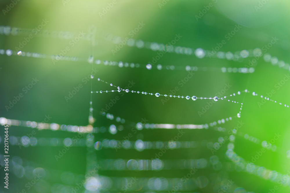 macro photo of a water drop on a web on a green natural background, selective focus macro photo of a water drop on a web on a green natural background, selective focus