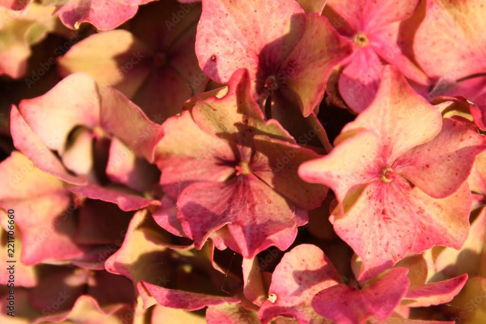 Close up of pink flowers Close up of pink flowers
