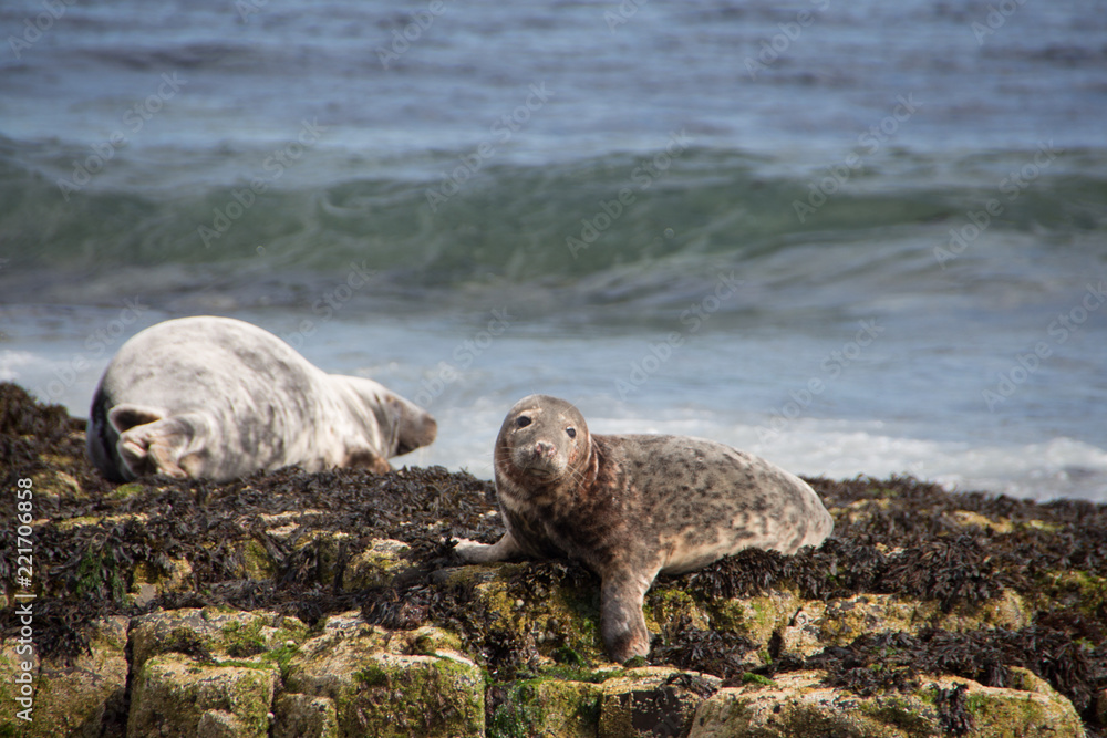 Fototapeta premium Seals at Lindisfarne