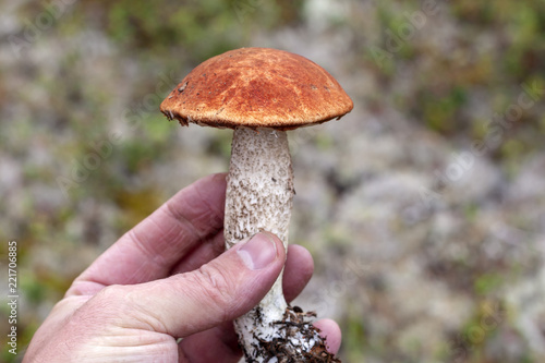 Forest mushroom Leccinum