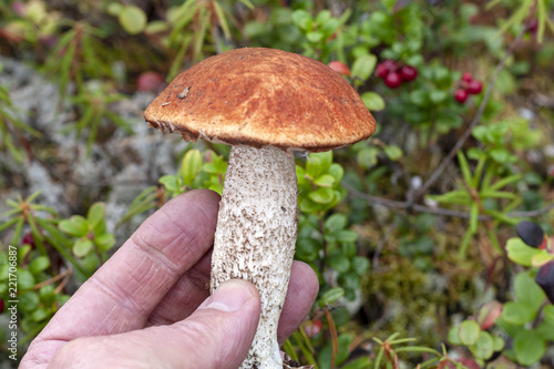 Forest mushroom Leccinum