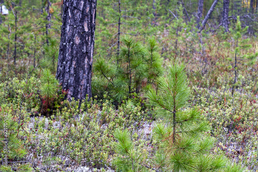 Naklejka premium Pinus sibirica