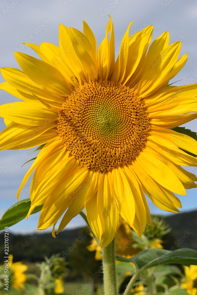 Closeup of a beautiful yellow sunflower on a sunny summer day Closeup of a beautiful yellow sunflower on a sunny summer day