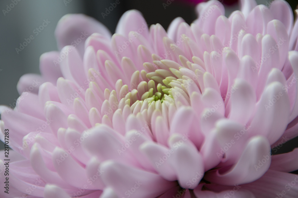 Close Up of Chrysanthemum