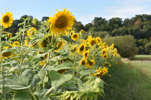 Closeup of several yellow sunflowers on a meadow on a sunny summer day 
