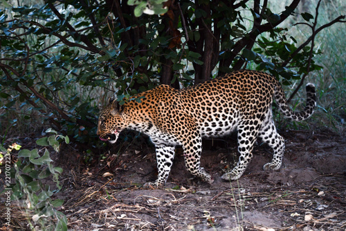 Leopoard in Moremi Game Reserve
