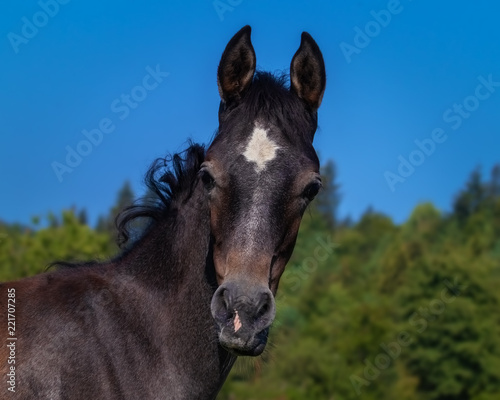 Portrait of a dark grey Arabian foal in front of blue sky 