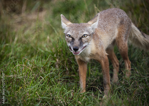 Corsac Fox in captivity