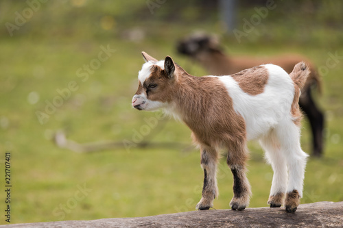 Billede på lærred Dwarf goat