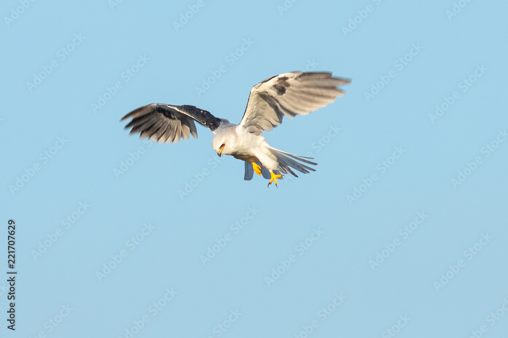 Obraz premium Very close view of a white-tailed kite about to strike, seen in the wild in North California
