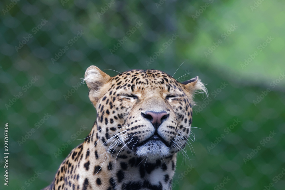 Naklejka premium Panthère de Java en gros plan