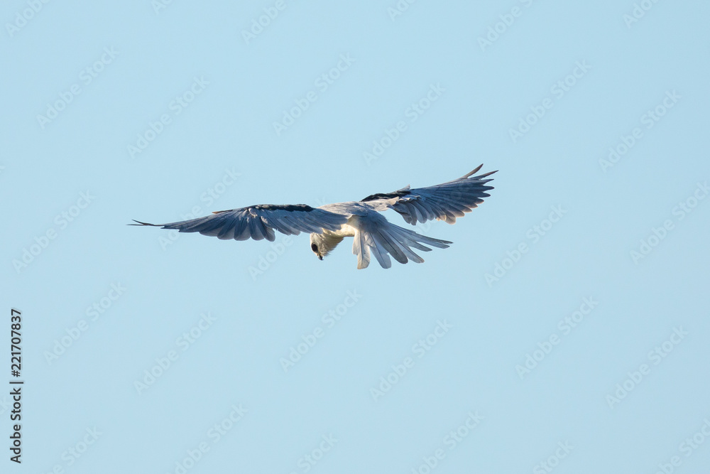 Obraz premium Very close view of a white-tailed kite about to strike, seen in the wild in North California