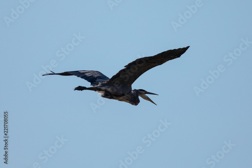 Close view of a great blue heron flying and opening his beak, seen in the wild in North California