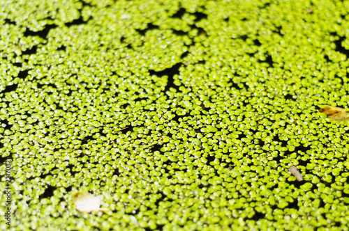 The duckweed has tightened the surface of the pond