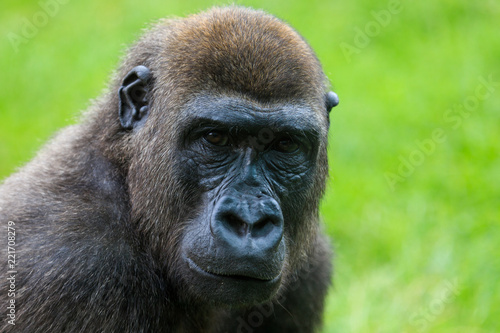 Gorilla © Johannes