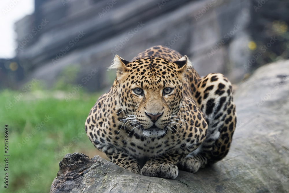 Fototapeta premium Panthère de Java allongée fixe l'objectif