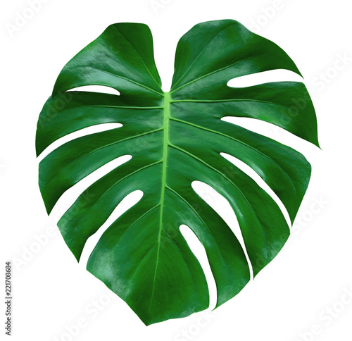 Monstera plant leaf, the tropical evergreen vine isolated on white background, clipping path included photo