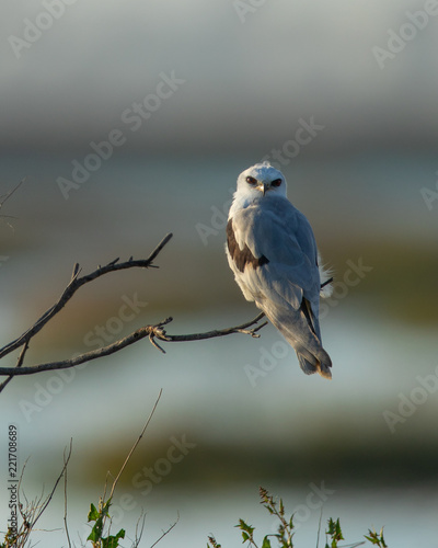 Very close view of a white-tailed kite on a bush, seen in the wild in a North California marsh