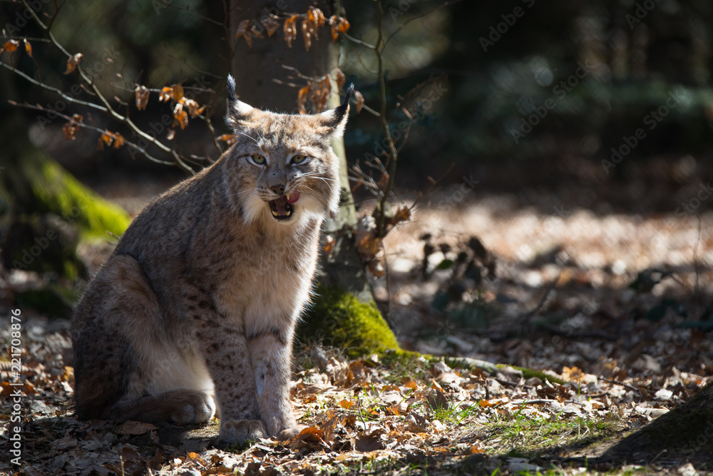 Obraz premium Lynx