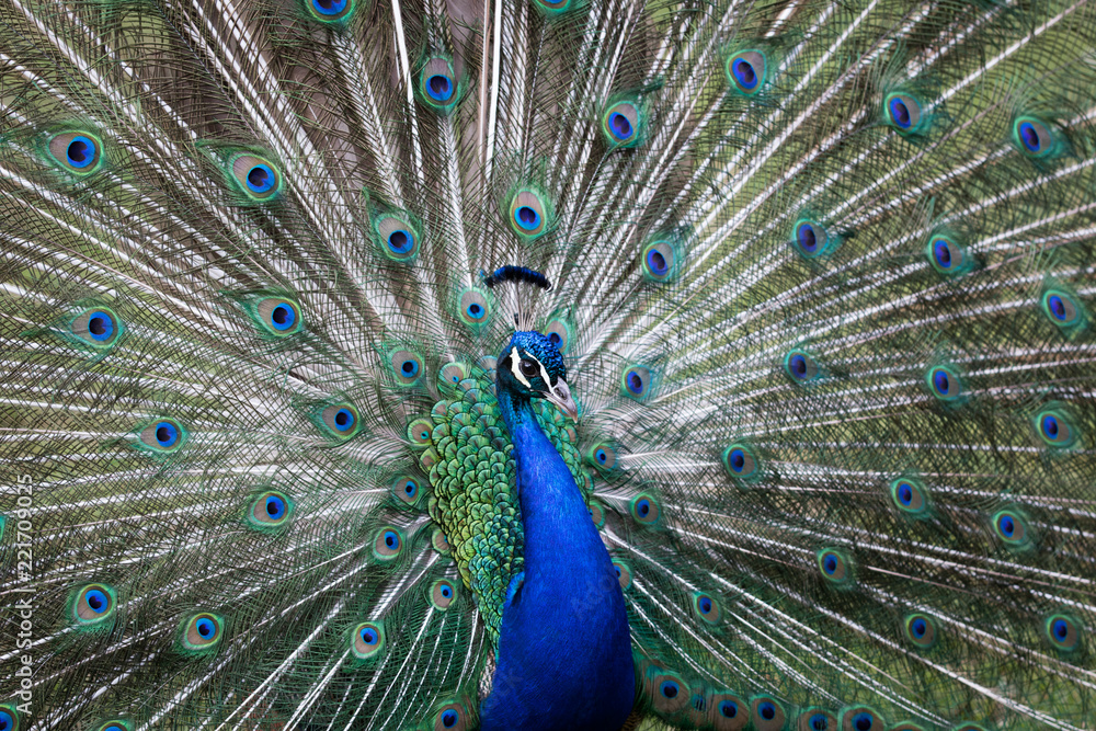 Naklejka premium Indian peafowl