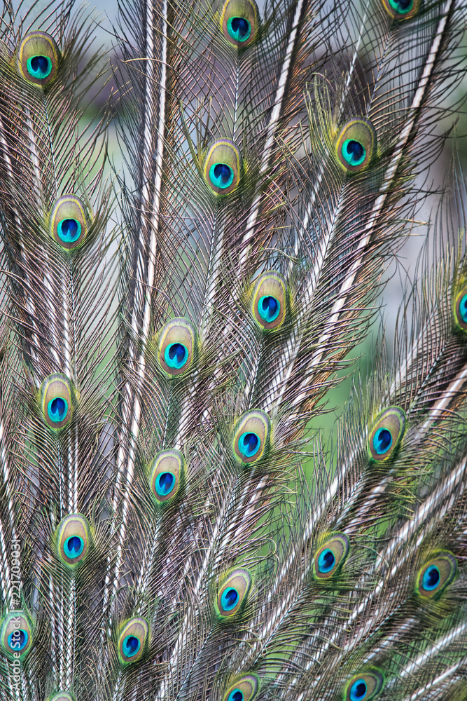 Obraz premium Indian peafowl